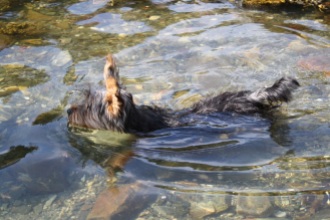 Daisy swims